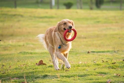 柯基最新爆料视频大全集,视频大全集精彩瞬间回顾  第3张